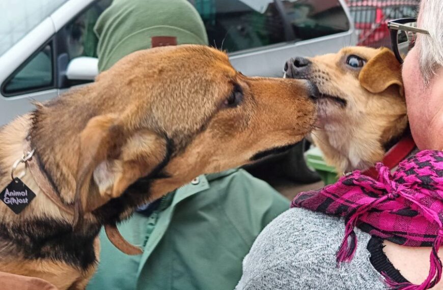 Akcja „Napełnijmy miski”